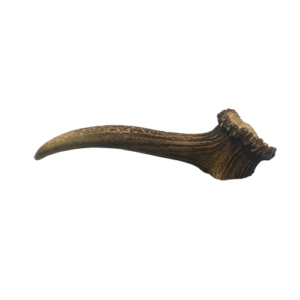 Pawshtails Deer Antler