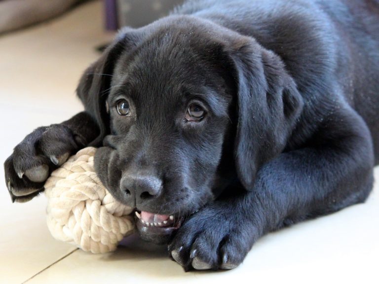 6 Ways to Keep Your Dog Entertained on Rainy Days