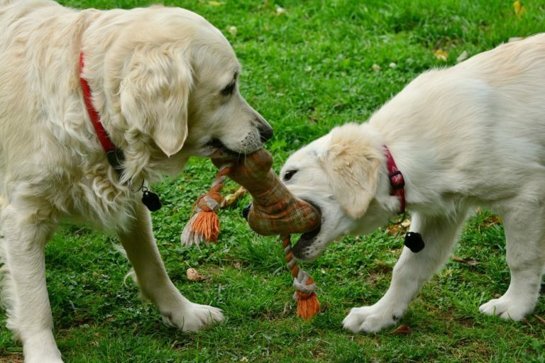 How to Stop Your Puppy From Biting And Nipping