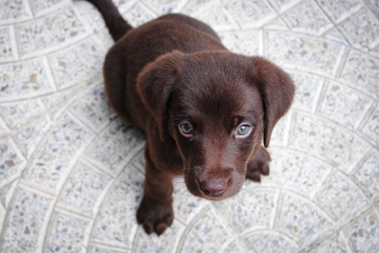 10 Must Haves For Your New Puppy