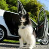 Travelling With Your Dog