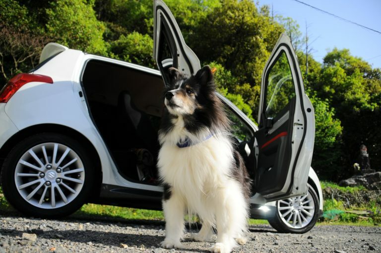 Top Tips For Travelling With Your Dog