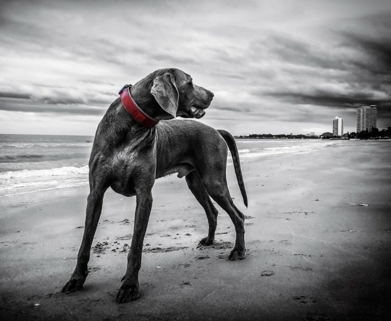 How Long Should I Walk My Dog For?