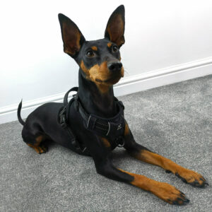 Pawshtails No Pull Dog Harness