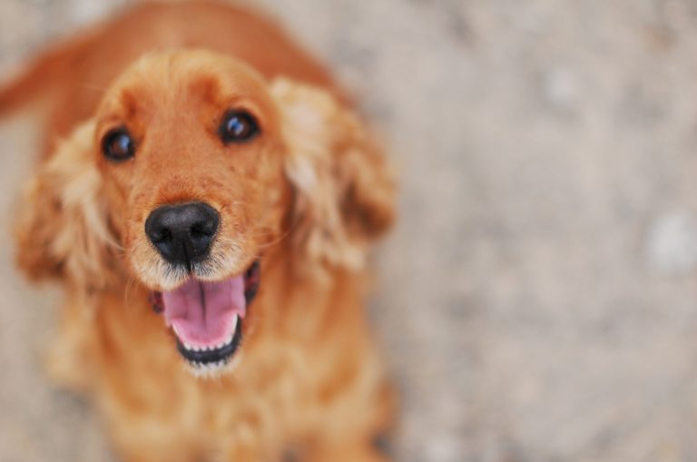 Caution! Dog Theft on The Uprise