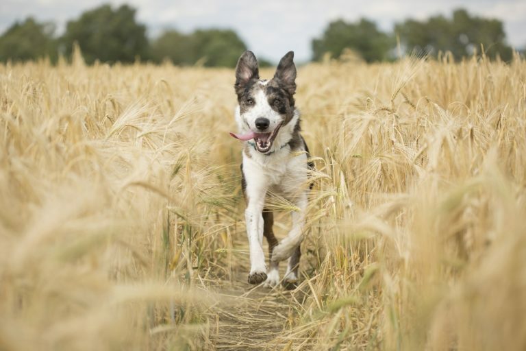 How to Make Dog Walks More Interesting