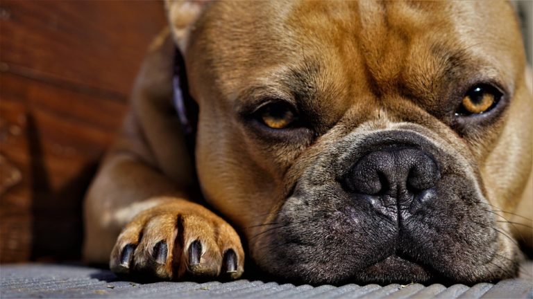 How to Prepare Your Dog For Post-Lockdown