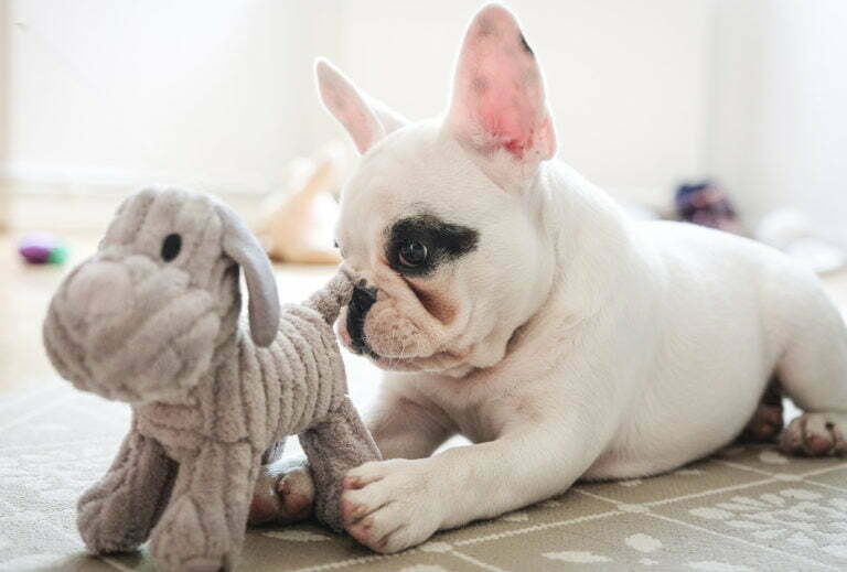 How to Keep Your Dog Entertained Whilst Working From Home