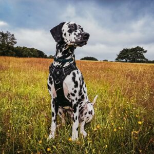 Black Harness Collar and lead