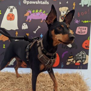 Khaki Harness Collar and lead
