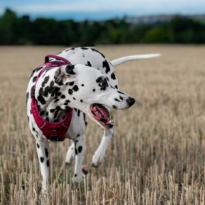 Pink Harness Collar and lead