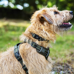 Honey in Pawshtails Khaki Harness 2