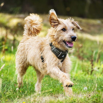 Honey in Pawshtails Khaki Harness Honey in Pawshtails Khaki Harness