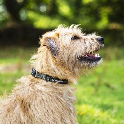 Khaki Dog Collar Honey Khaki Dog Collar Honey