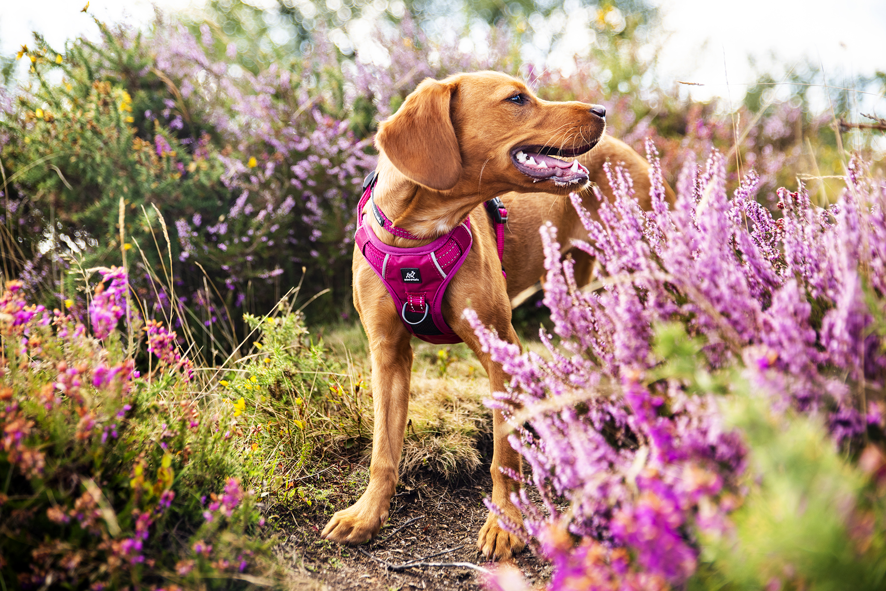Pink Harness Cal