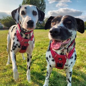 is a rainbow dalmatian a real thing