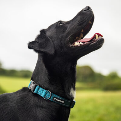 Teal Dog Collar Hudson Teal Dog Collar Hudson