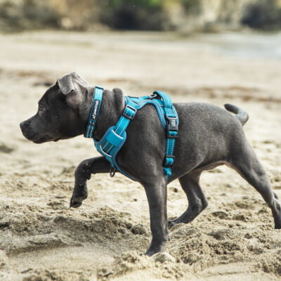 Teal Harness Freyja Teal Harness Freyja