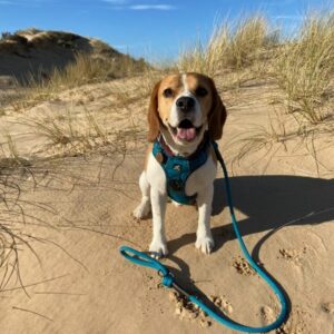 Teal Harness Collar and lead