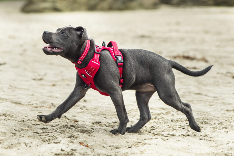How to measure your dog for a harness (and choose the right fit)