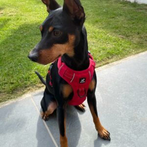 Red No Pull Dog Harness