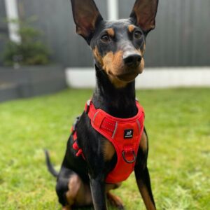 Vivid Orange No-Pull Dog Harness
