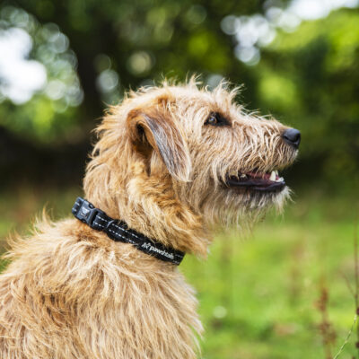 Black Collar Black Collar