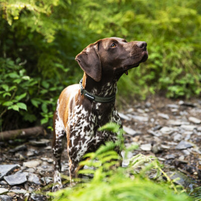 Khaki Collar Khaki Dog Collar
