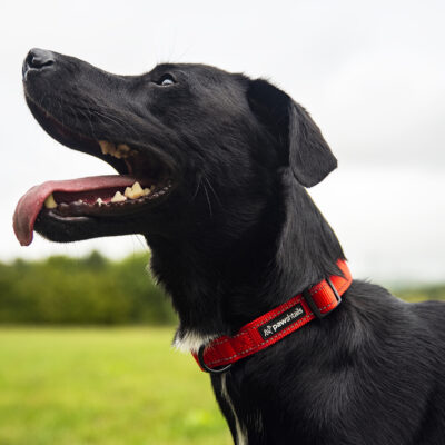 Orange Dog Collar Orange Dog Collar