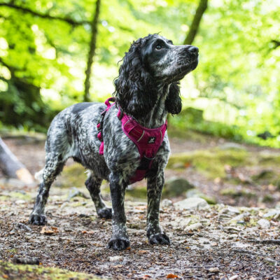 Pink Harness Pink Harness