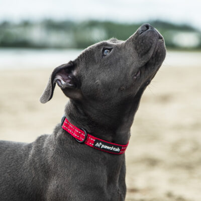 Red Dog Collar Red Dog Collar