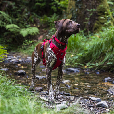 Red Harness Red Harness