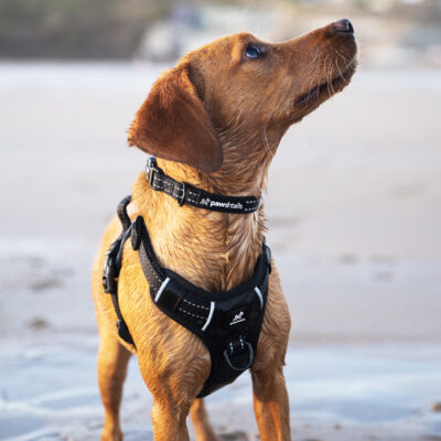 Black Harness Cally Black Harness Cally