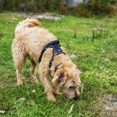 Black Harness Honey (2) Black Harness Honey (2)