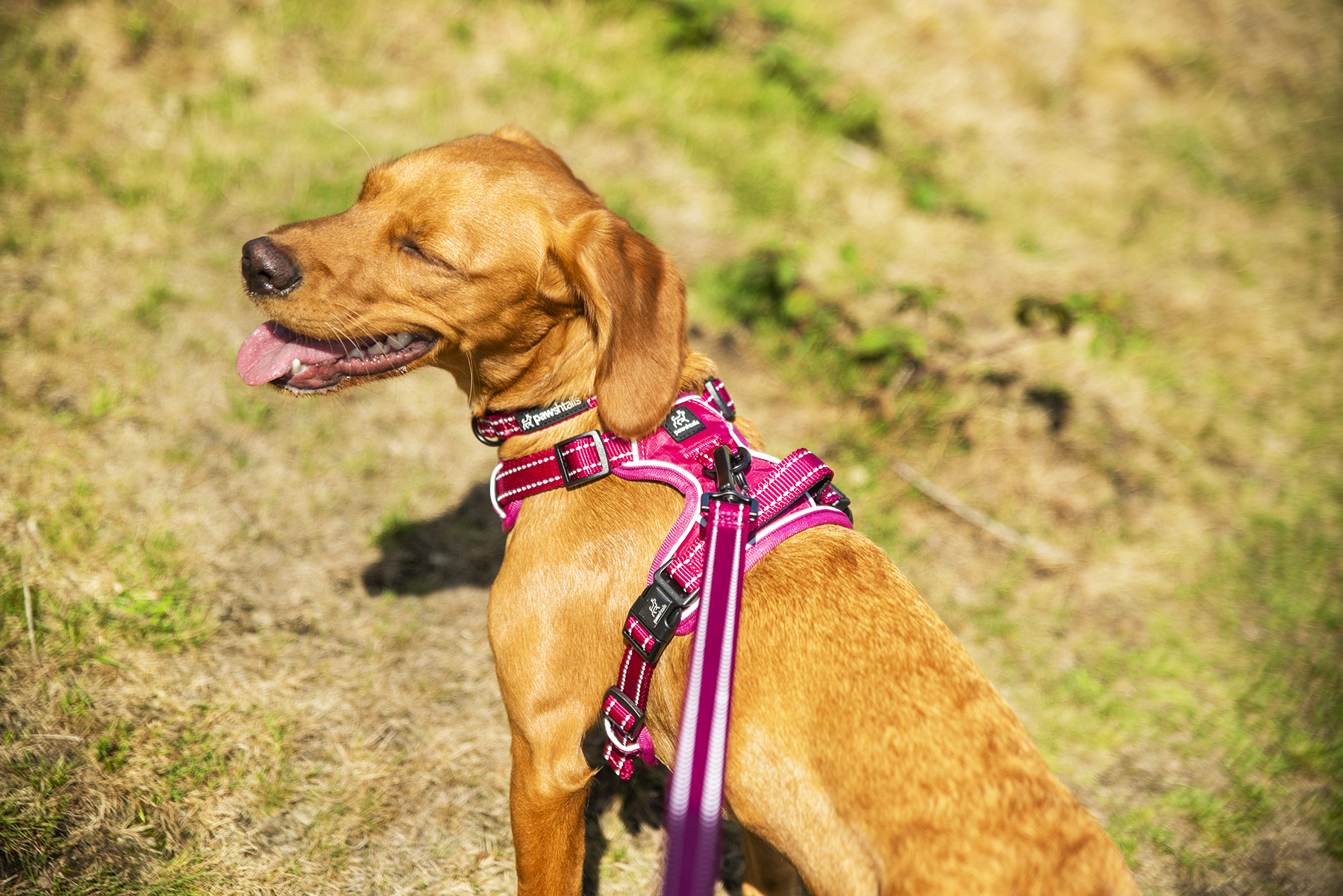 Cally_Paws and Tors_02