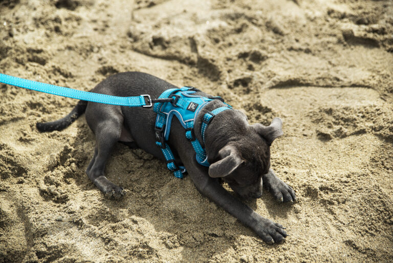 How to build a matching dog harness, collar & lead set