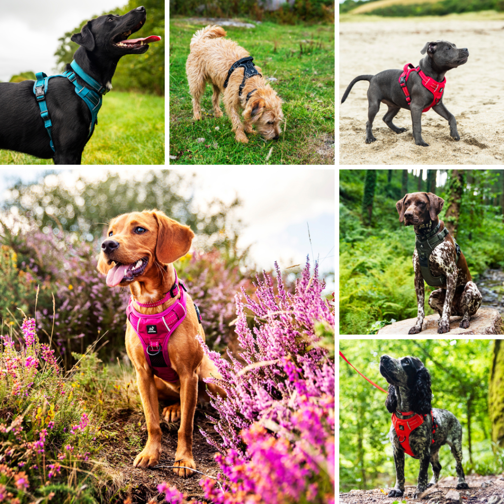 Adjustable Dog Harness Perfect Fit for Small Large Dogs