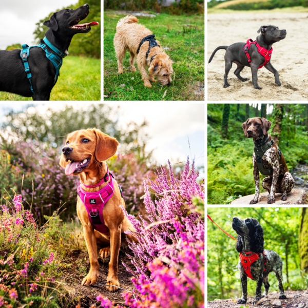 Dog Accessories Dog Accessories UK Dog Walking Accessories