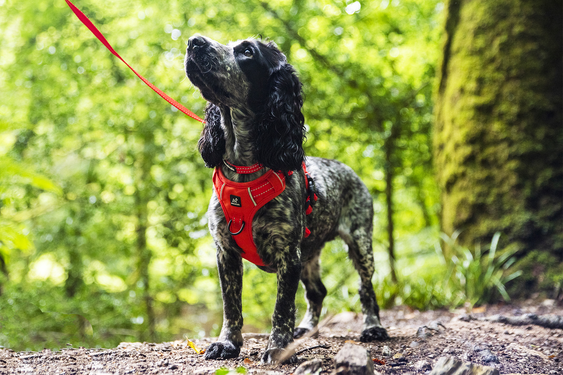 Mabel_Paws and Tors_02