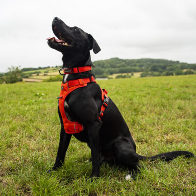 Orange Harness Hudson 2 Orange Harness Hudson 2