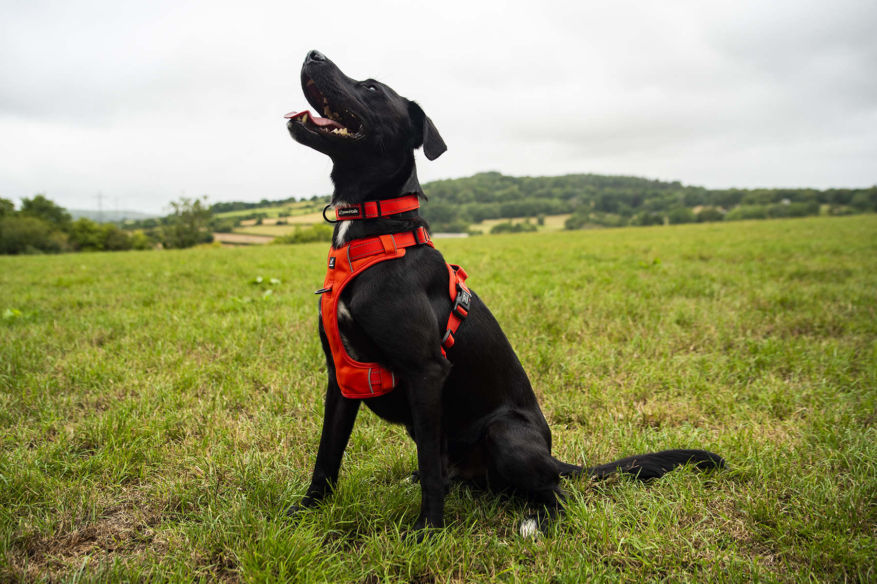 Orange Harness Hudson 2