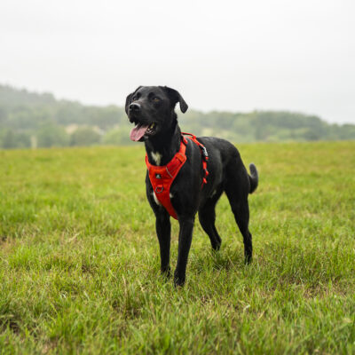 Orange Harness Hudson Orange Harness Hudson