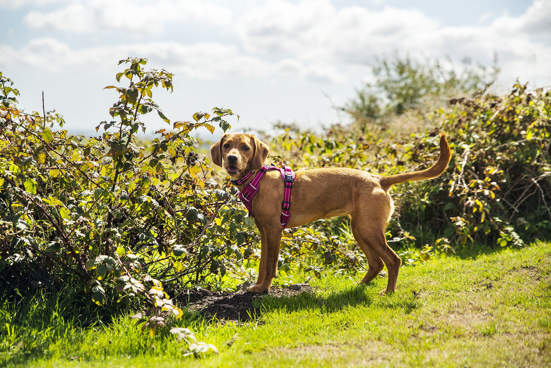 Pink Harness Cally (1)