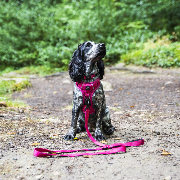 Pink Harness Mabel