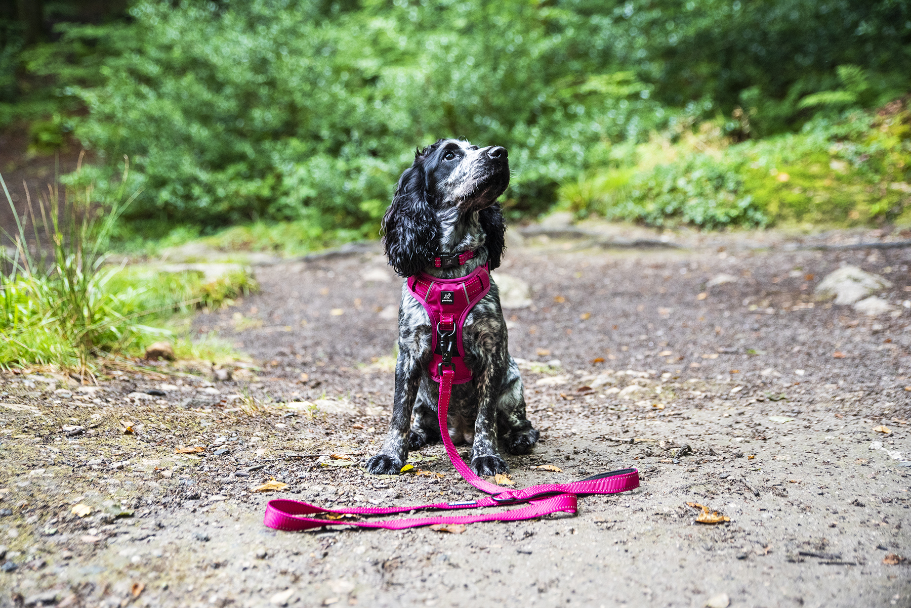 Pink Harness Mabel