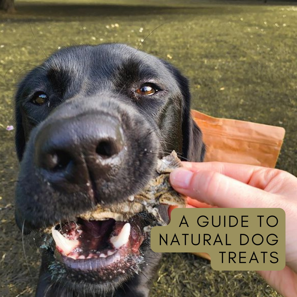 Dog Treats