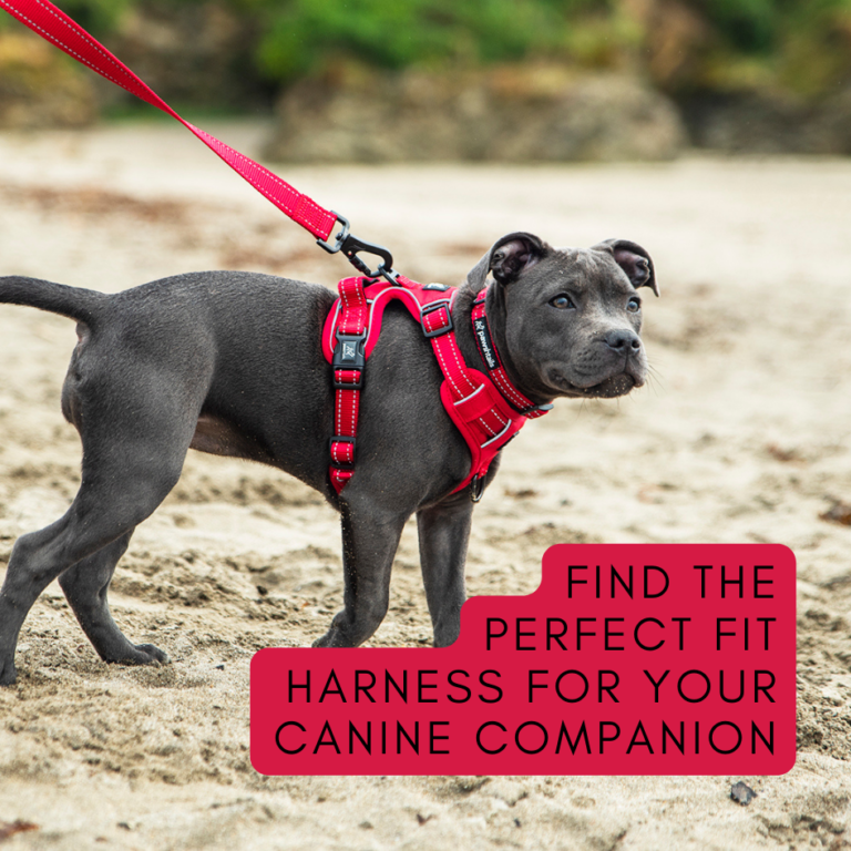 The Ultimate Guide to Dog Harnesses: Find the Perfect Fit Harness for Your Canine Companion