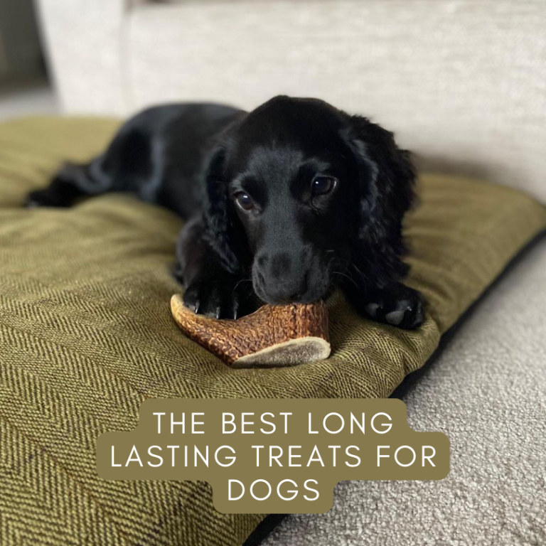 Boredom Busting and Entertaining: Discover the Best Long Lasting Treats for Dogs