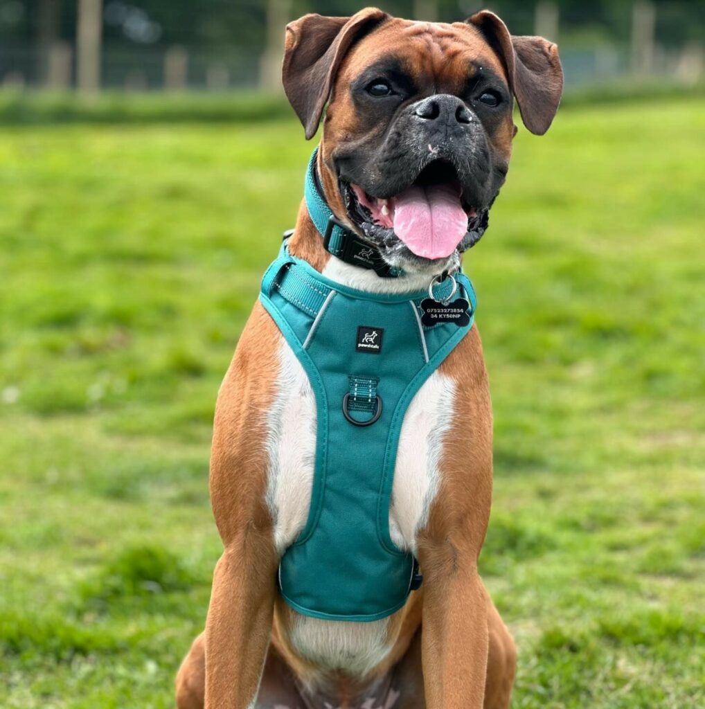 Best harness for boxer dog best sale