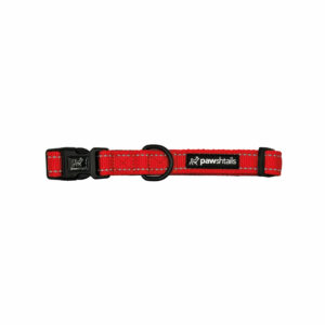 Vivid Orange Dog Collar